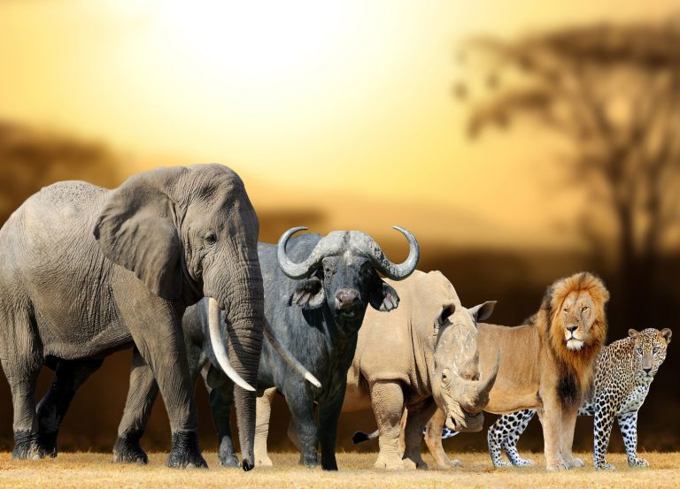 6 Days Wildlife  Adventures Tanzania Safari