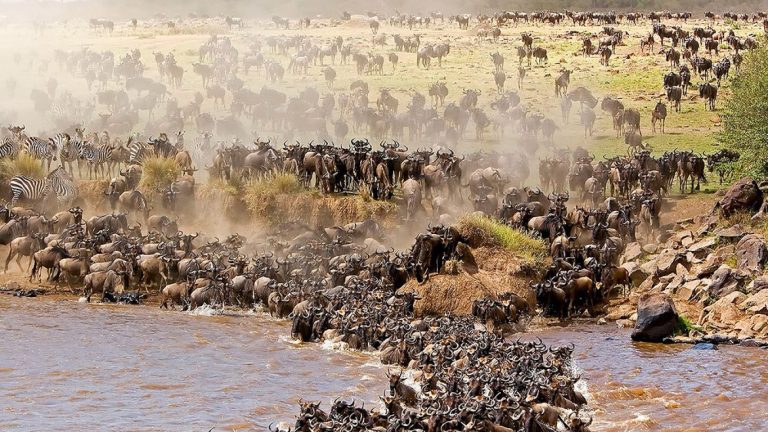 7 Days Wildebeest Migration & Calving Safari