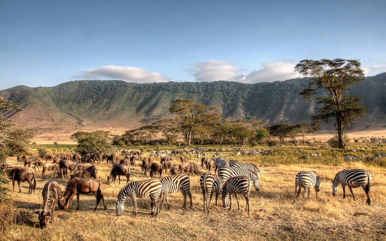 9 Days Mid-Range Tanzania Safari